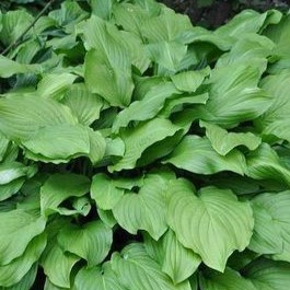 Hosta hybr. 'Honeybells'  Pot 9 