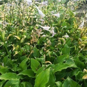 Hosta hybr. 'Invincible'  Pot 9 