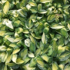 Hosta hybr. 'June'®  Pot 9 