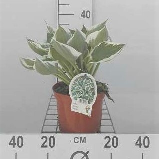Hosta hybr. 'Patriot'  CT 3 litres 