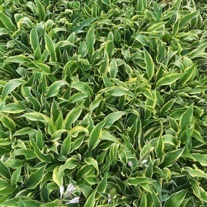 Hosta hybr. 'Wolverine'  Pot 9 