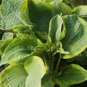 Hosta sieb. 'Frances Williams'  Pot 9 