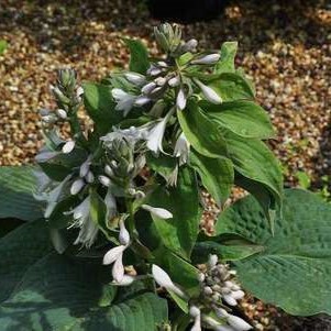 Hosta sieb. 'Elegans'  CT 3 litres 