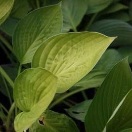 Hosta sieboldiana  Pot 9 