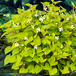 Houttuynia cordata  Mand ø18 