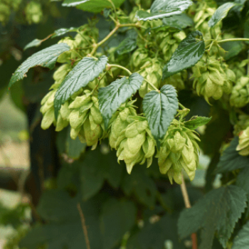 Humulus lupulus  Pot 9 