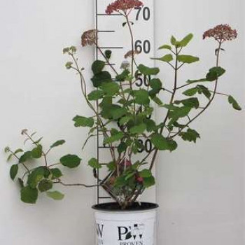 Hydrangea arb. 'Pink Annabelle®' (invincibelle®)  CT 3 litres 