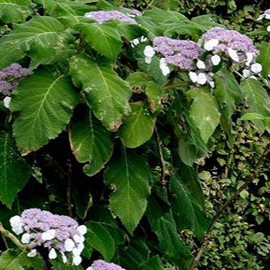 Hydrangea aspera 'Sargentiana' 0.50 à 0.60 m Cont. 