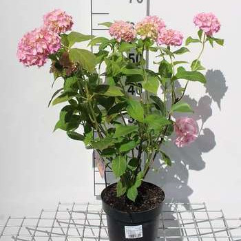 Hydrangea macr. roze/rose 0.25 à 0.30 m Cont. 