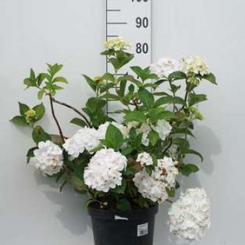 Hydrangea macr. blanc 0.40 à 0.60 m CT 10 litres 