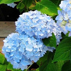 Hydrangea macr. 'Endless Summer The Original'® 0.25 à 0.30 m CT 3 litres 