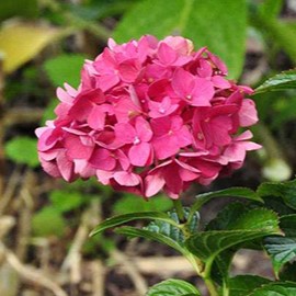 Hydrangea macr. 'Masja' (= 'sibilla') 0.25 à 0.30 m Cont. 