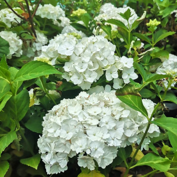 Hydrangea macr. 'Mme Emile Mouillère' 0.25 à 0.30 m Cont. 