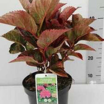 Hydrangea macr. 'Merv. Sanguinea' (= 'brunette') 0.25 à 0.30 m Cont. 