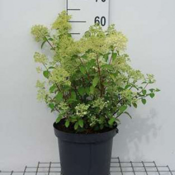 Hydrangea pan. 'Bobo'® 0.30 à 0.40 m Cont. 