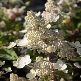 Hydrangea pan. 'Dharuma' 0.30 à 0.40 m Cont. 