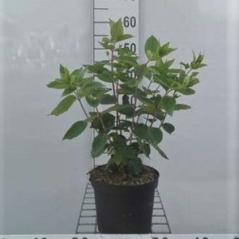 Hydrangea pan. 'Grandiflora' 0.40 à 0.50 m Cont. 