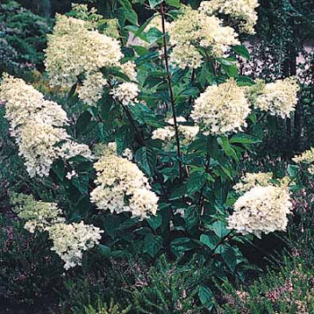 Hydrangea pan. 'Kyushu' 0.40 à 0.50 m Cont. 