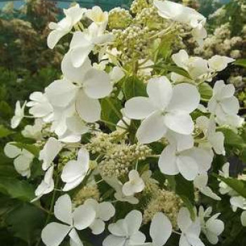 Hydrangea pan. 'Levana'® 0.40 à 0.50 m Cont. 