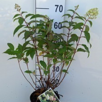 Hydrangea pan. 'Pinkachu'® 0.40 à 0.50 m Cont. 
