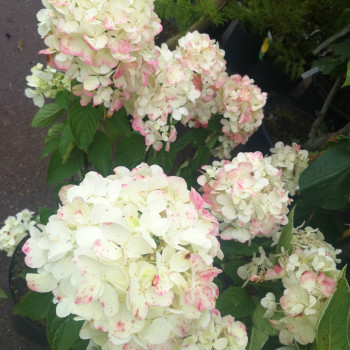 Hydrangea pan. 'Diamond Rouge' 0.40 à 0.50 m Cont. 