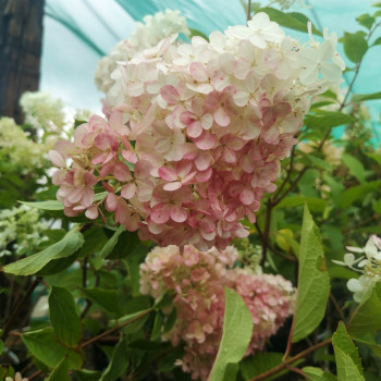 Hydrangea pan. 'Fraise Melba' 0.40 à 0.50 m Cont. 