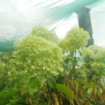 Hydrangea pan. 'Little Lime' ® ('jane') 0.25 à 0.30 m Cont. 