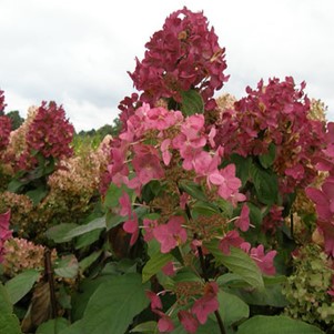 Hydrangea pan. 'Mega Mindy'® 0.40 à 0.50 m Cont. 