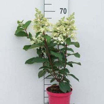 Hydrangea pan. 'Pinky Winky'® 0.40 à 0.50 m Cont. 