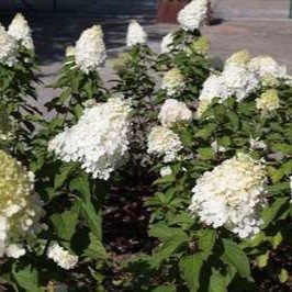 Hydrangea pan. 'Polar Bear'® 0.40 à 0.50 m Cont. 