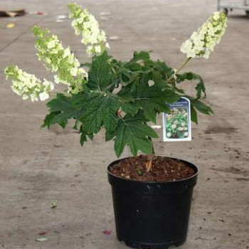 Hydrangea querc. 'Snow Queen'® (= 'flemygea'®) 0.30 à 0.40 m Cont. 