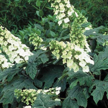 Hydrangea querc. 'Snowflake' 0.30 à 0.40 m Cont. 