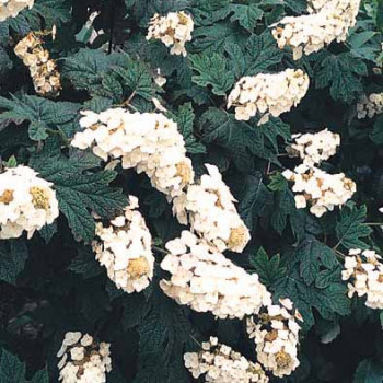 Hydrangea quercifolia 0.30 à 0.40 m Cont. 