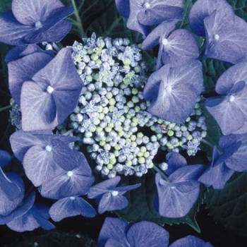 Hydrangea serr. 'Bluebird' 0.25 à 0.30 m Cont. 