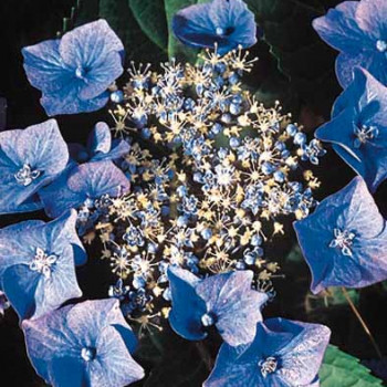 Hydrangea 'Teller Blue' (blauw/bleu) 0.25 à 0.30 m Cont. 