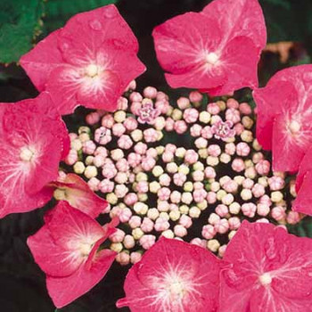 Hydrangea 'Teller Pink' (roze/rose) 0.40 à 0.60 m CT 10 litres 