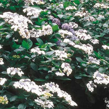 Hydrangea 'Teller White' (blanc) 0.40 à 0.60 m CT 10 litres 