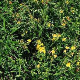 Hypericum dummeri 'Peter dummer' 0.20 à 0.30 m Cont. 