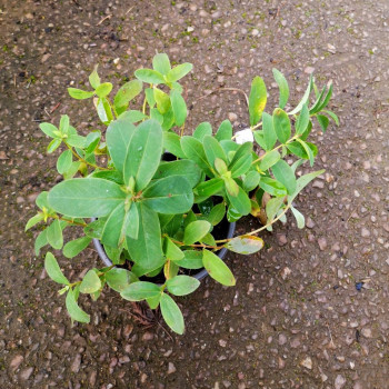 Hypericum calycinum  Pot 9 