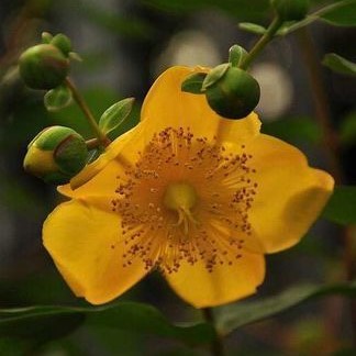 Hypericum moserianum 0.30 à 0.40 m CT 