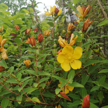 Hypericum hybr. 'Hidcote'  Pot 9 