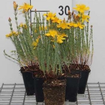 Hypericum olympicum (=polyphyllum)  Pot 9 
