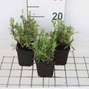 Hyssopus officinalis  Pot 9 