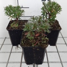 Iberis semp. 'Absolutely Amethyst'  Pot 9 