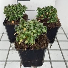 Iberis semp. pink ice®  Pot 9 
