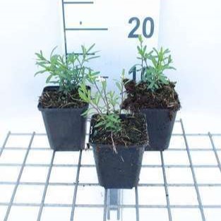 Iberis semp. 'Schneeflocke' (= 'snowflake')  Pot 9 