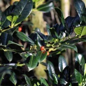 Ilex aquif. 'J.c. van Tol' 1.25 à 1.5 m Motte 