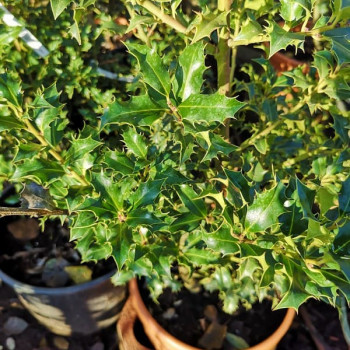 Ilex aquif. 'Alaska' 0.60 à 0.80 m Motte 
