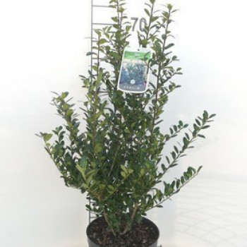 Ilex cren. 'Caroline Upright' 0.50 m et + Cont. en boule 