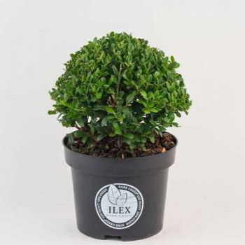 Ilex cren. 'Dark Green'® 0.15 à 0.20 m Cont. en boule 